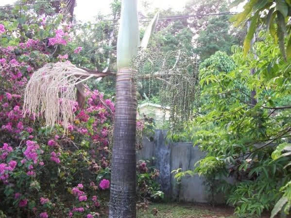 Marl Self Catering Villa Pointe La Rue Kültér fotó